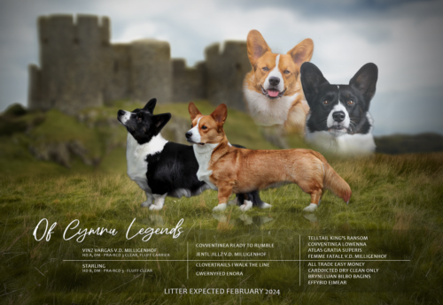 Puppy’s verwacht