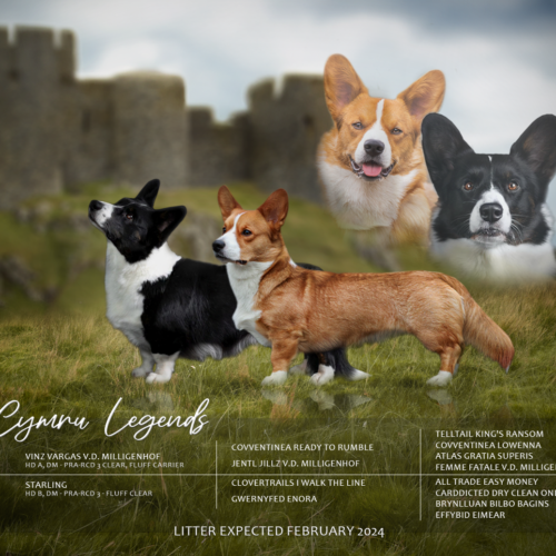 Puppy’s verwacht