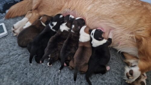 Puppy’s geboren!