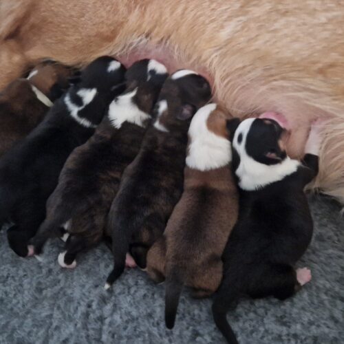 Puppy’s geboren!