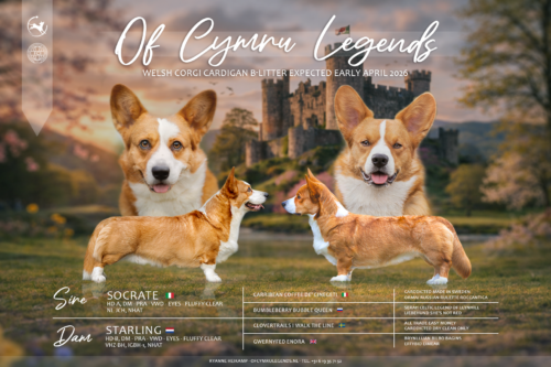 Puppy’s verwacht – April 2026!