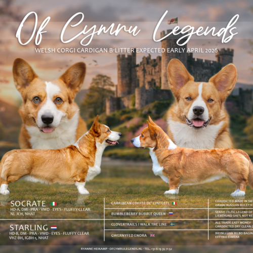 Puppy’s verwacht – April 2026!