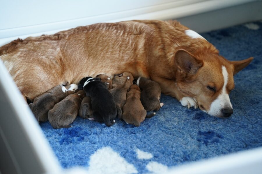 Puppynieuws! 🐾